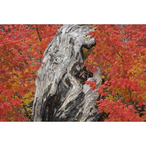 OR, Willamette NF Vine maple tree stump, autumn